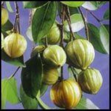  Garcinia Cambogia P.E.